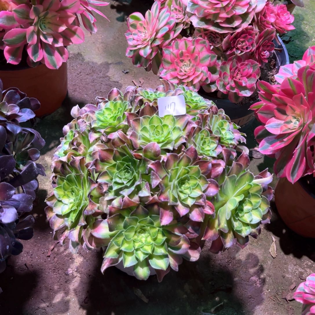 多肉植物韶华1117