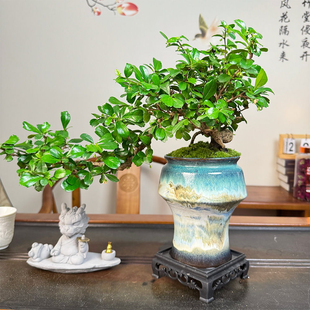 岭南名树带花苞飘枝福建茶室内玄关茶桌好养老板送礼大气绿植盆景