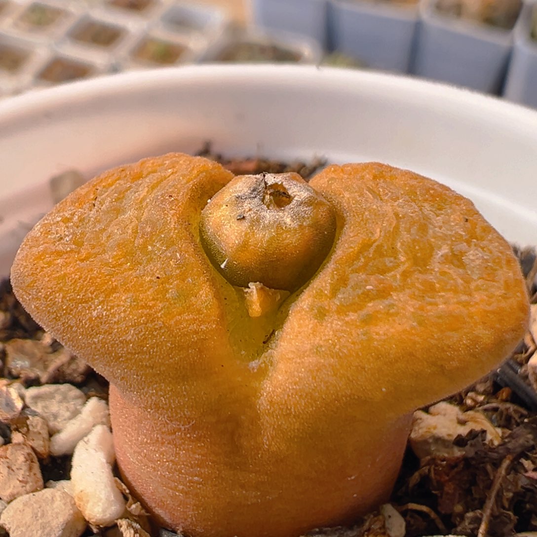 131多肉植物百科知识
