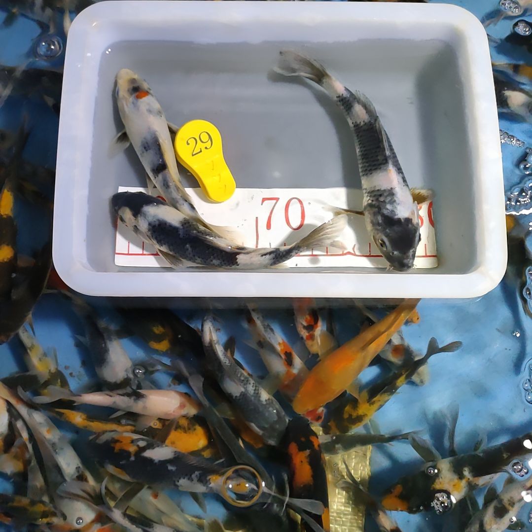 海水鱼红白大正昭和菲血白写