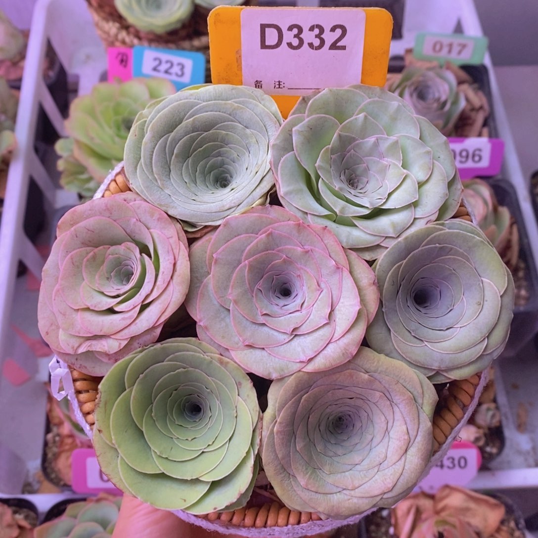 混合玫瑰一物一拍D332 7颗裸根发