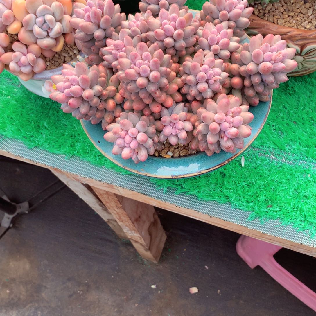 凌*一物一拍一物一拍