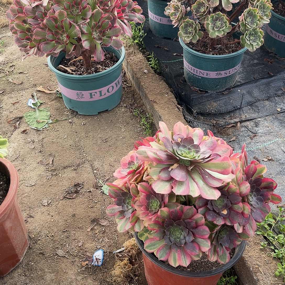 2雨荷法师多肉植物