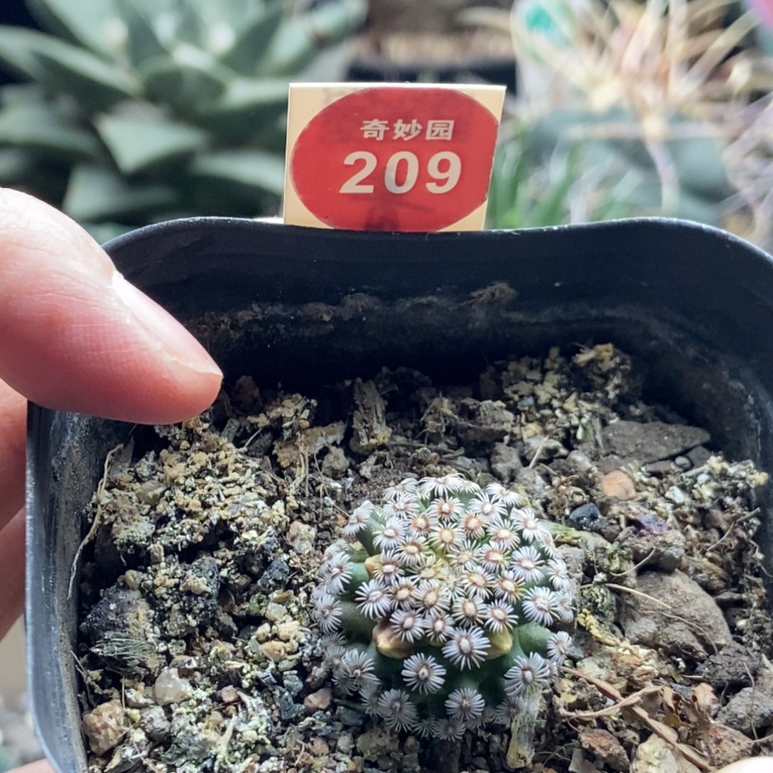 实生带花苞红花克氏丸2.3cm