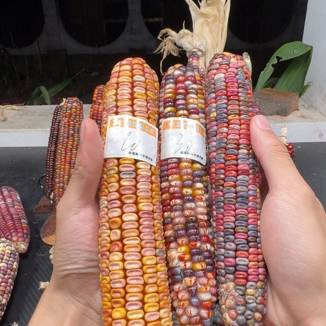 阿***辞吊坠柏香籽/百香籽