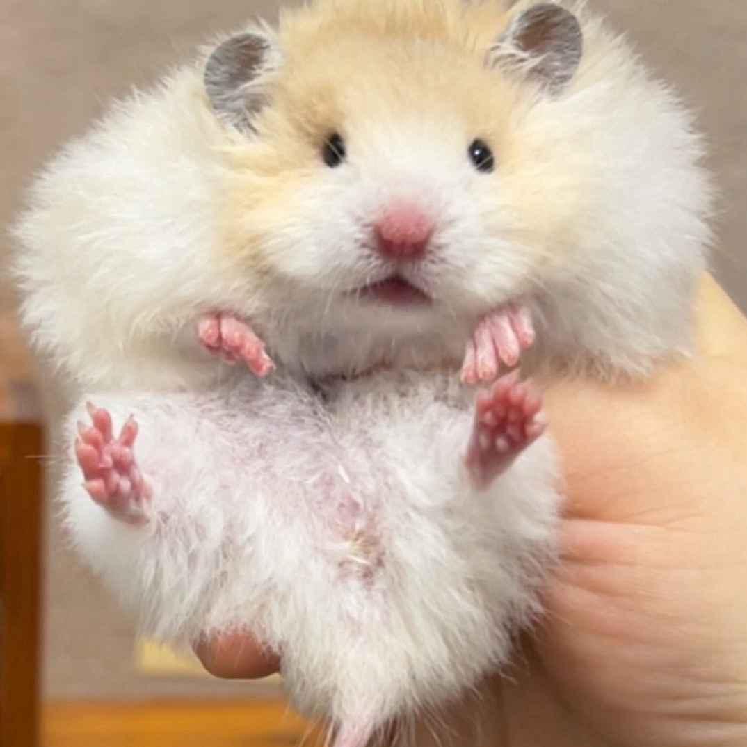 友怡小熊 家庭富养波利金丝熊