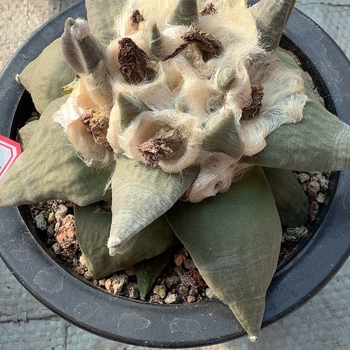 青****青争一物一拍包邮