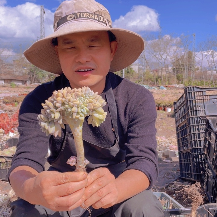 155淡雪缀化一物一拍