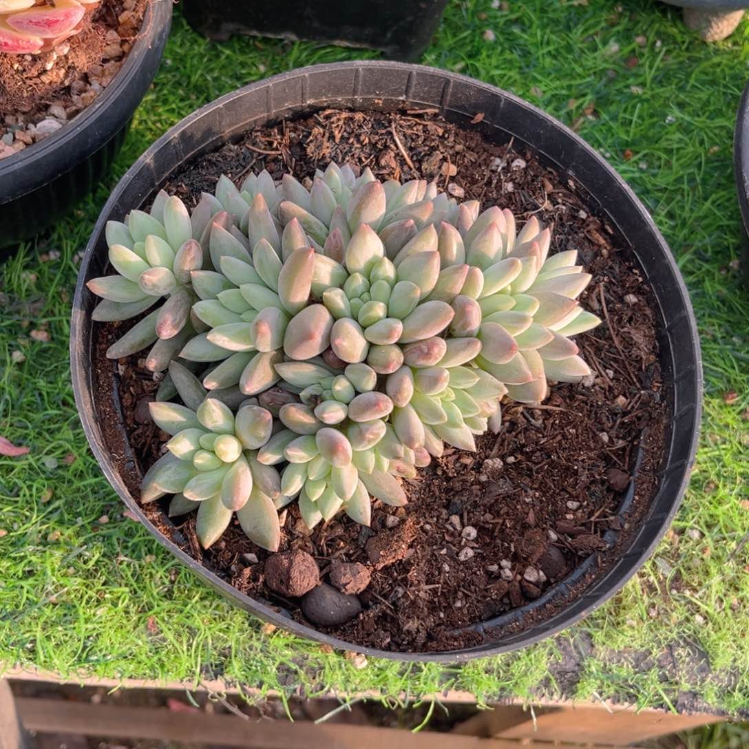 红蜻蜓266999999999999