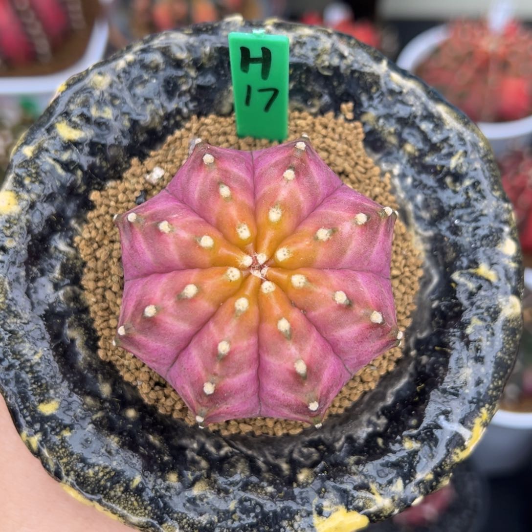 H17实生轮回，带盆土发货