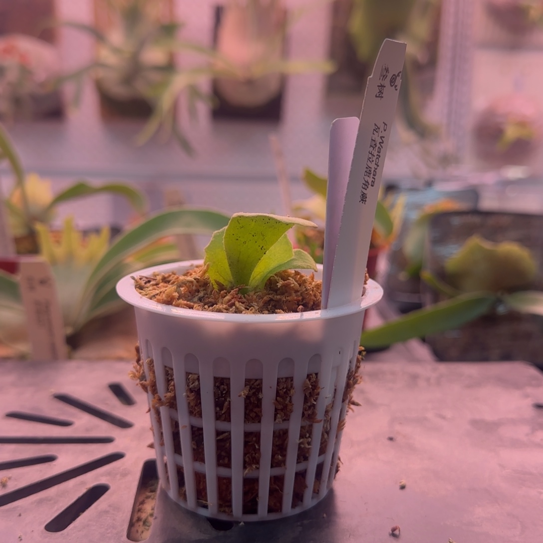 瓦查拉鹿角蕨孢子苗