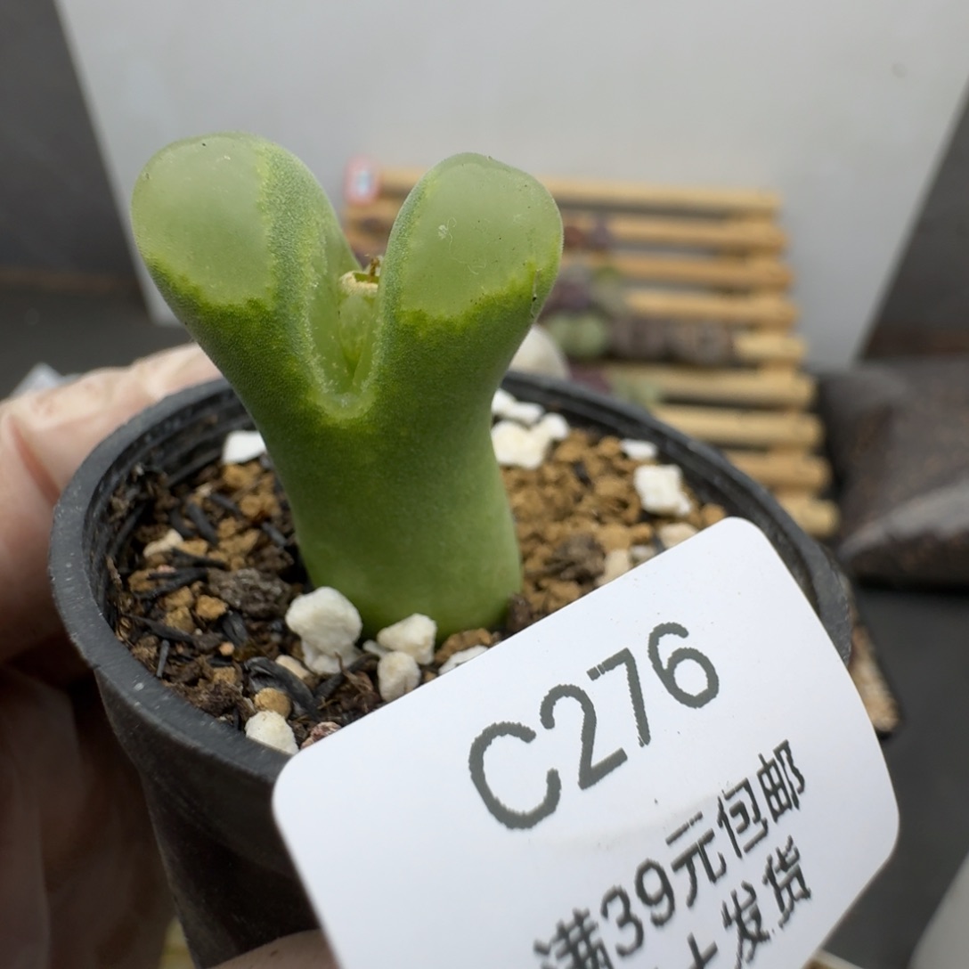 276哈哈哈哈哈哈哈