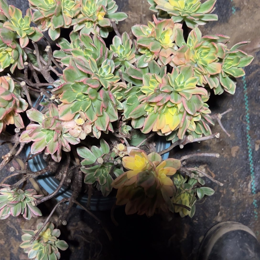 多肉植物甜茶母本395