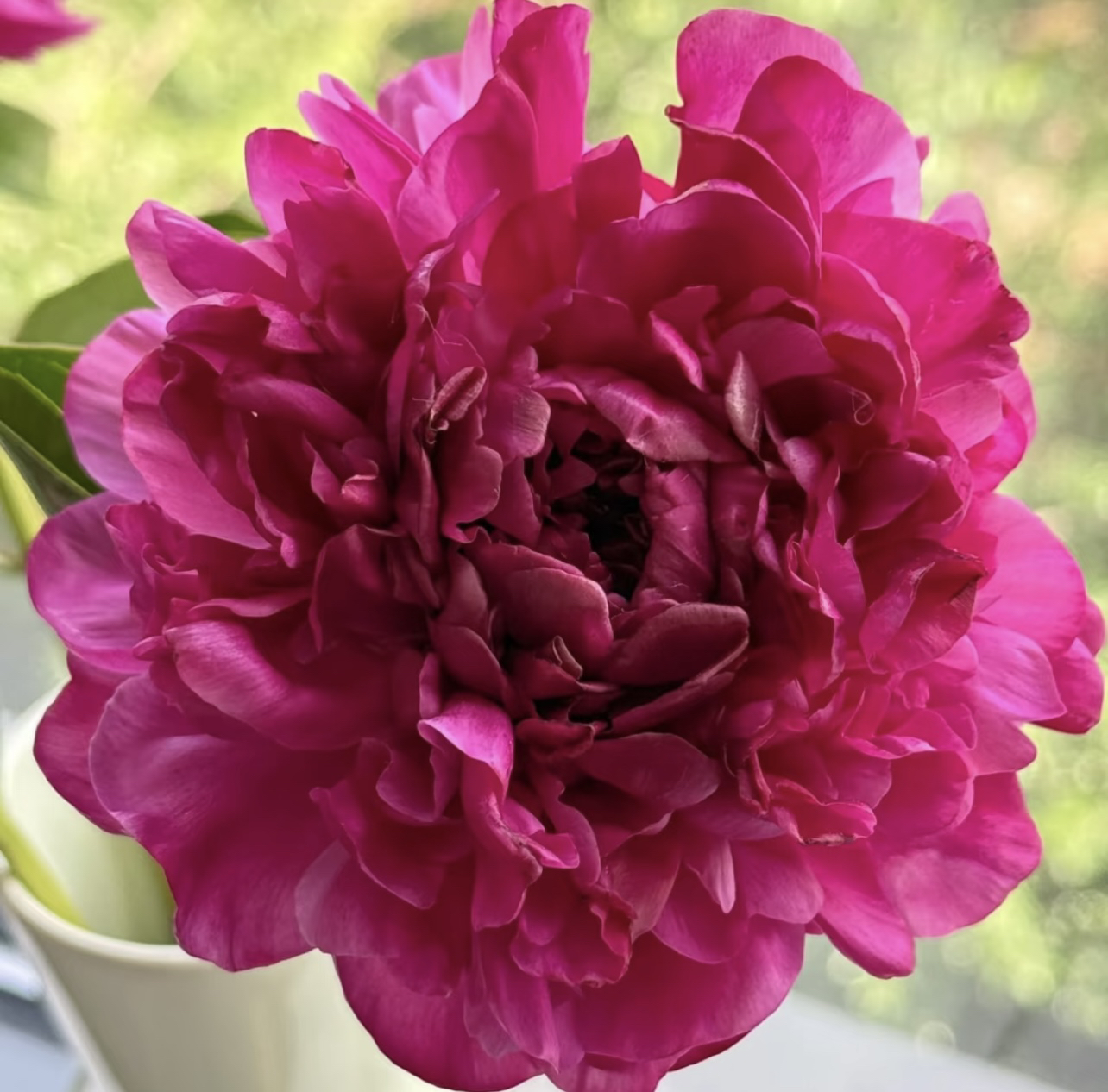 紫凤朝阳芍药10只唯美鲜切花现货高端【2单顺丰包邮】