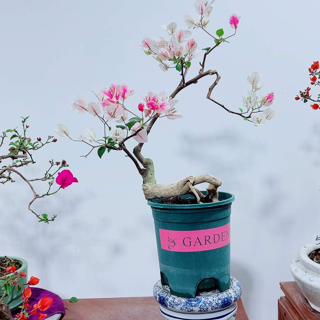 公***到无花朵三角梅章红樱