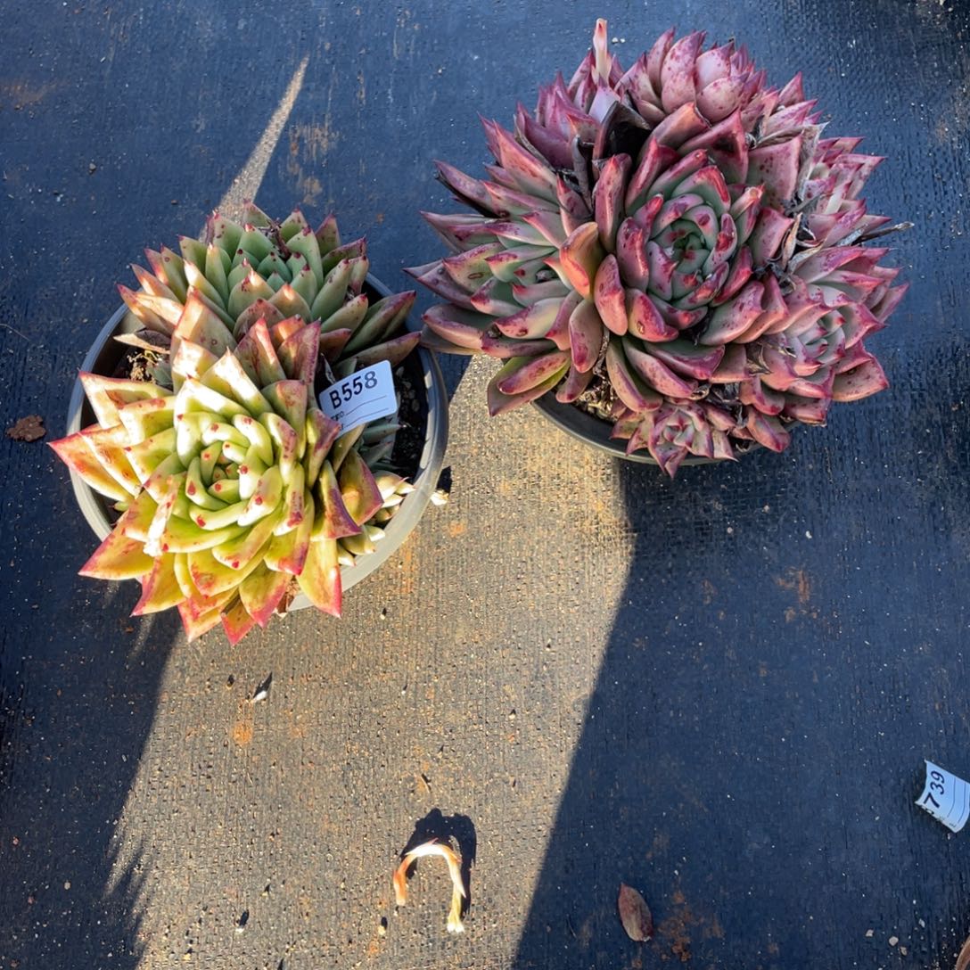 无花朵若如东云单拍B558