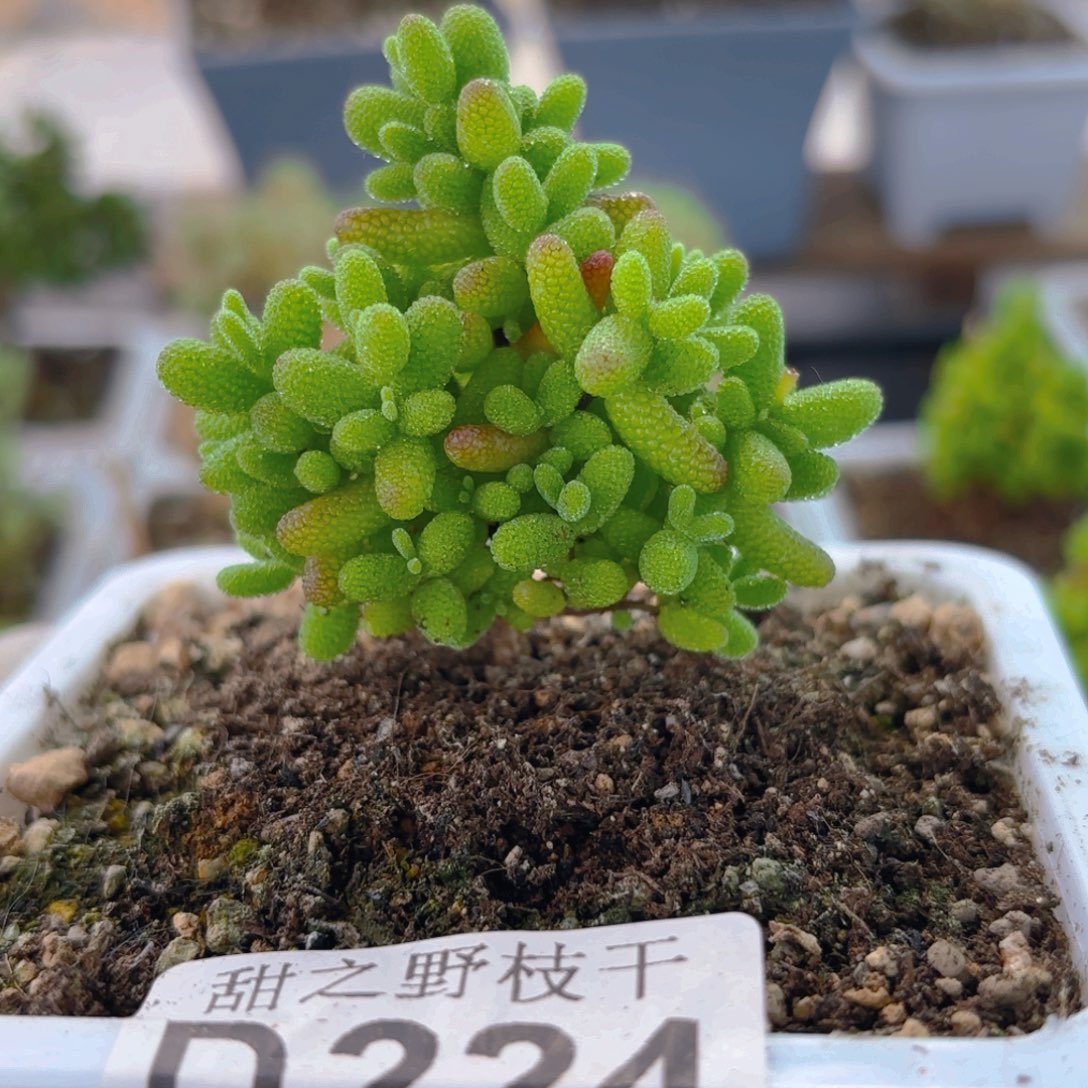 金橘糖球224。       