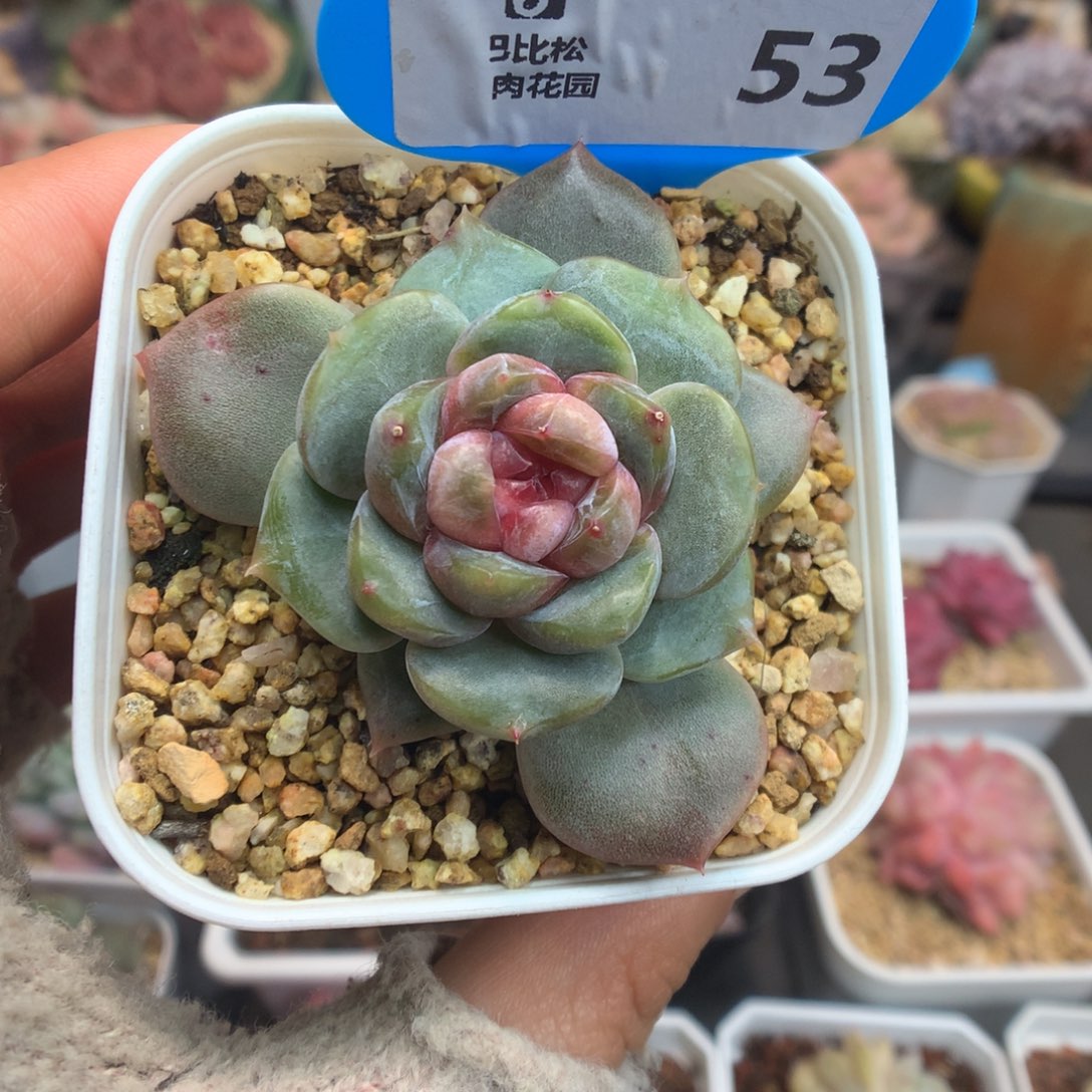 53特价甜心多肉植物