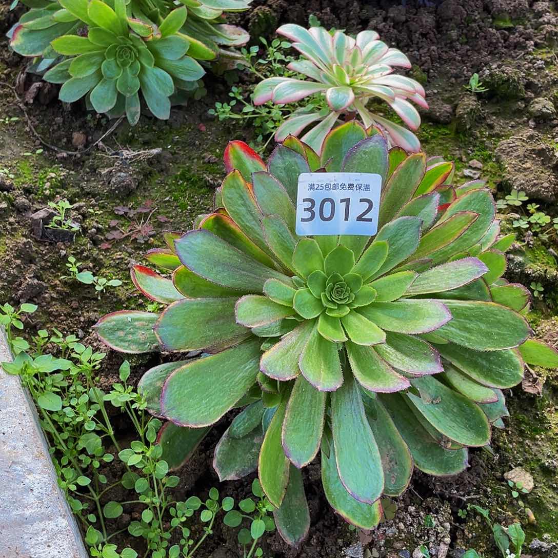 3012斑斓多肉植物
