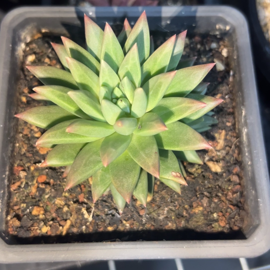 赵***)多肉植物多肉植物