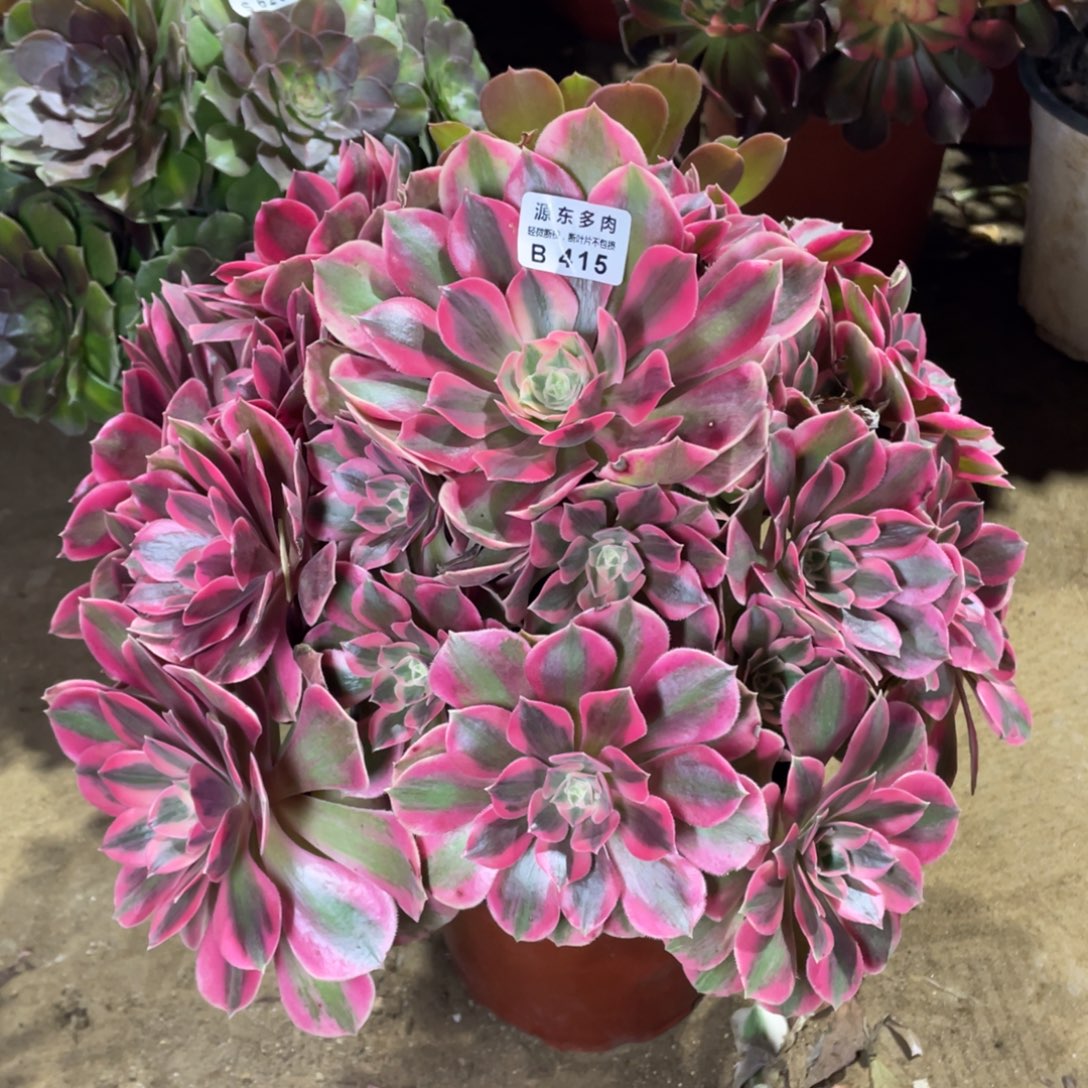 415女妖多肉法师断枝不包