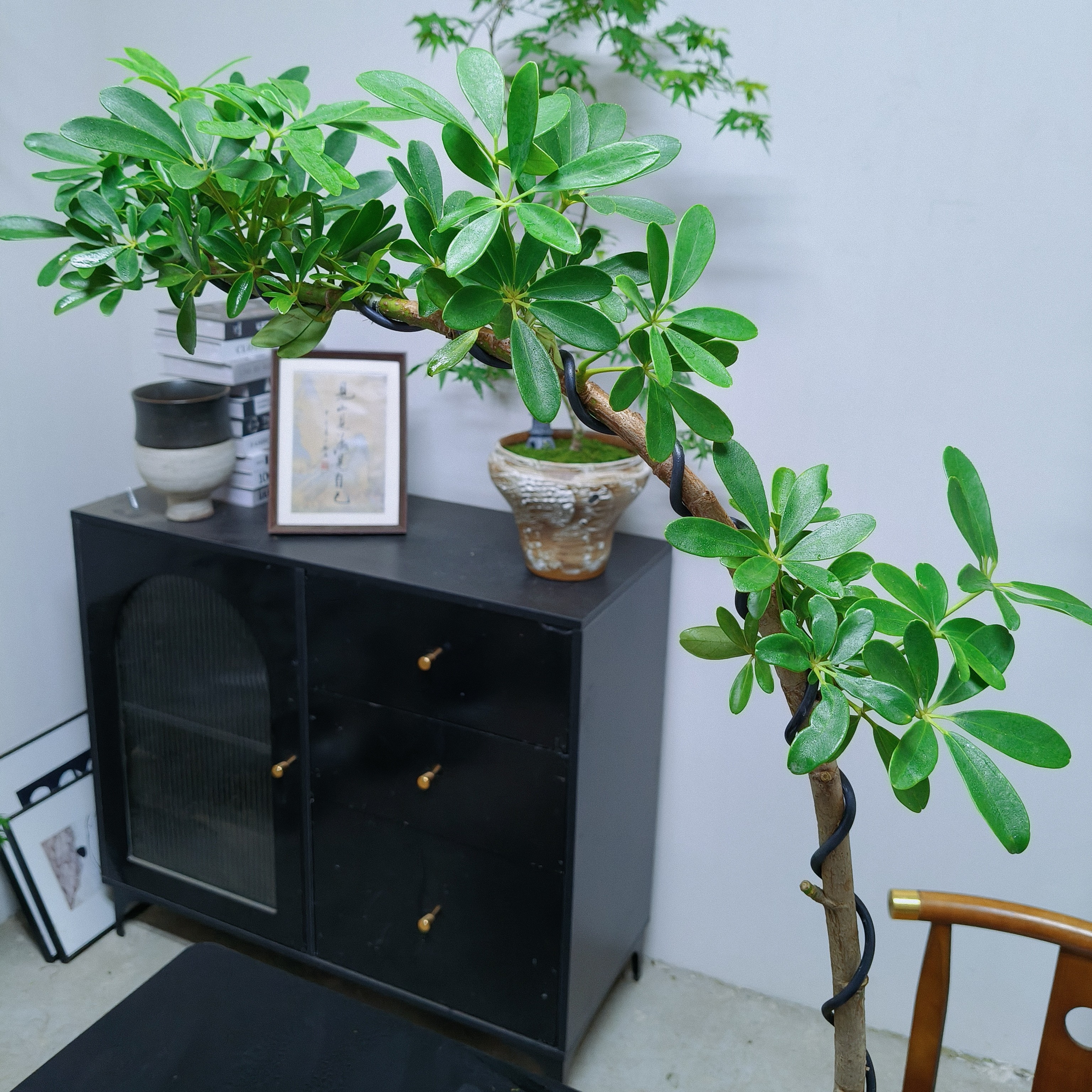 鸭脚木苔藓球室内办公室绿植四季常青净化空气好养活桌面花卉