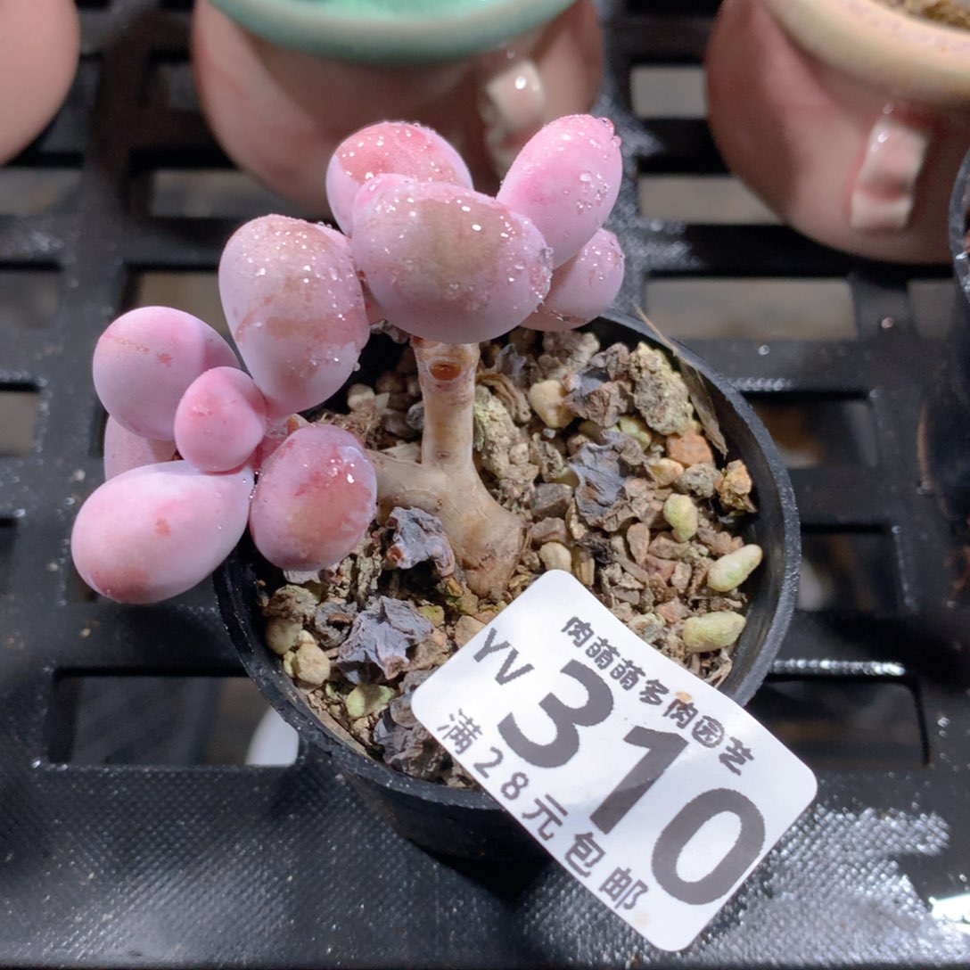 肉萌萌拇指盆精控多肉YV310