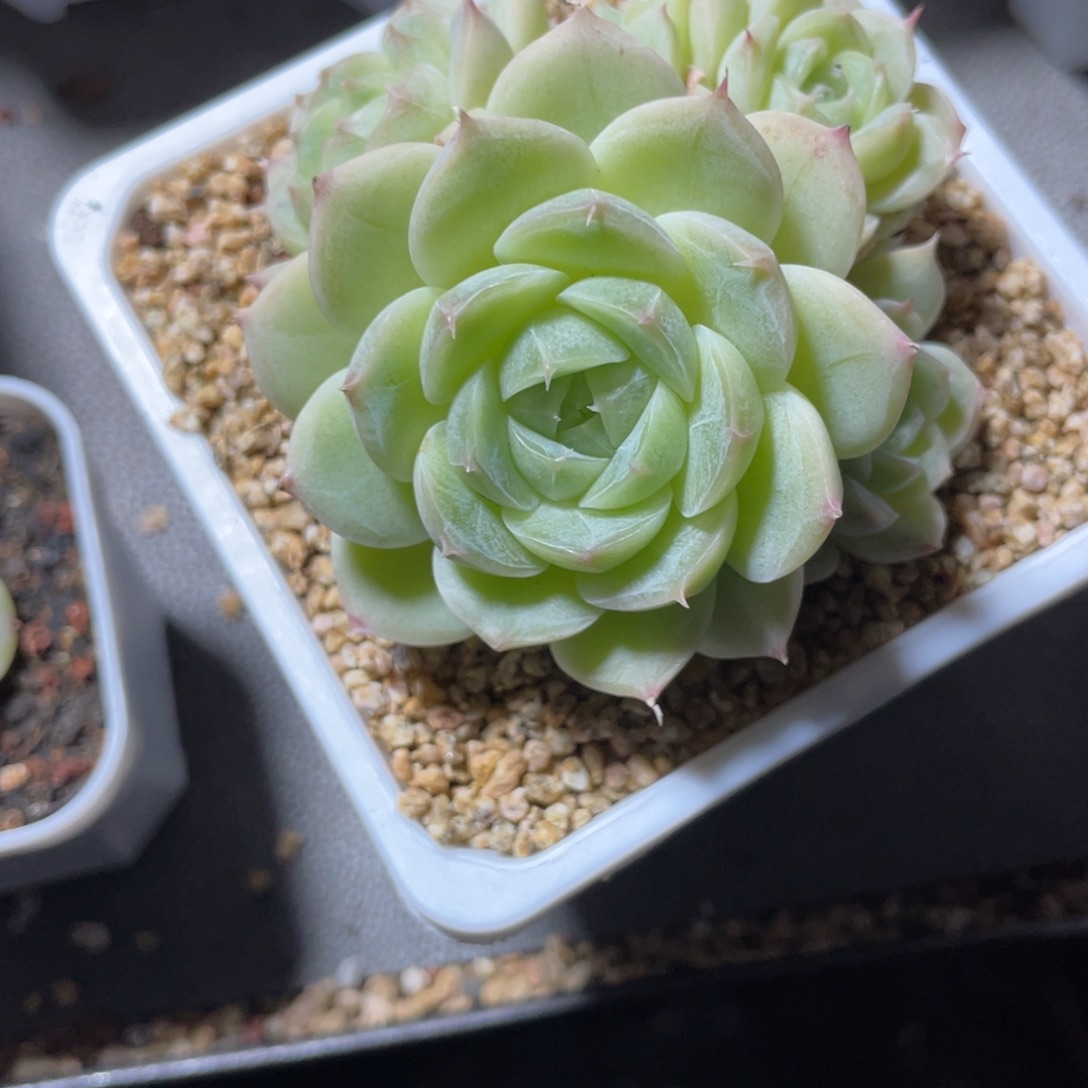 2593心动粉女王福利