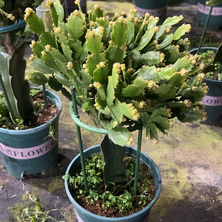 梅***姐完全开放757嫁接028