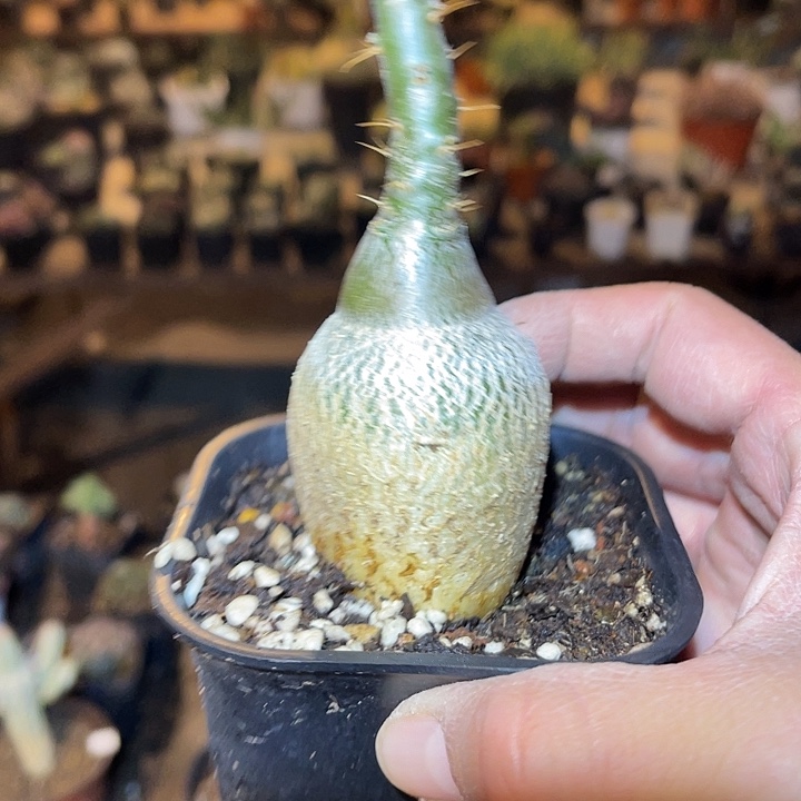 满38包邮2天凑单，脱土晾根发货多肉植物