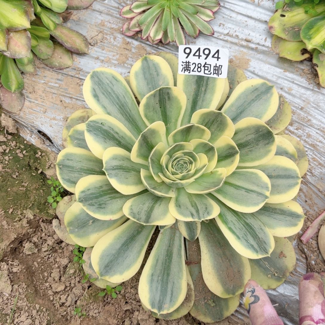 W. 9494香炉盘白多肉