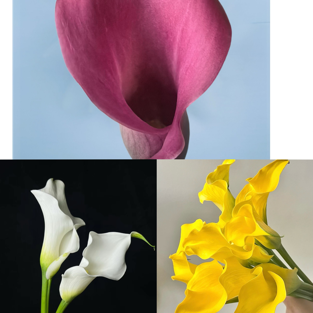 福利款马蹄莲 10枝