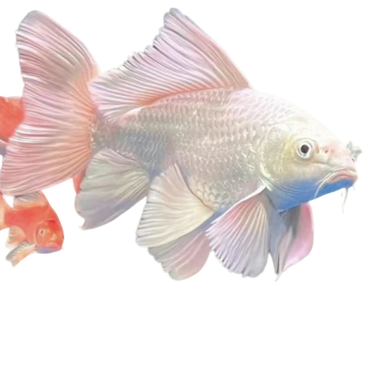 【一物一拍】专属链接-九州蝴蝶鲤（直播间红鱼有增艳灯效果）