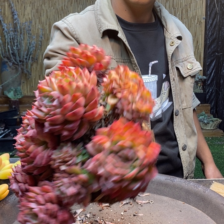 一***了109 多肉植物多肉植物