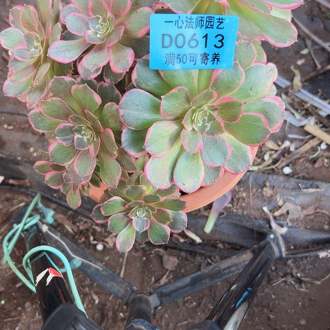 多肉植物多肉植物0613