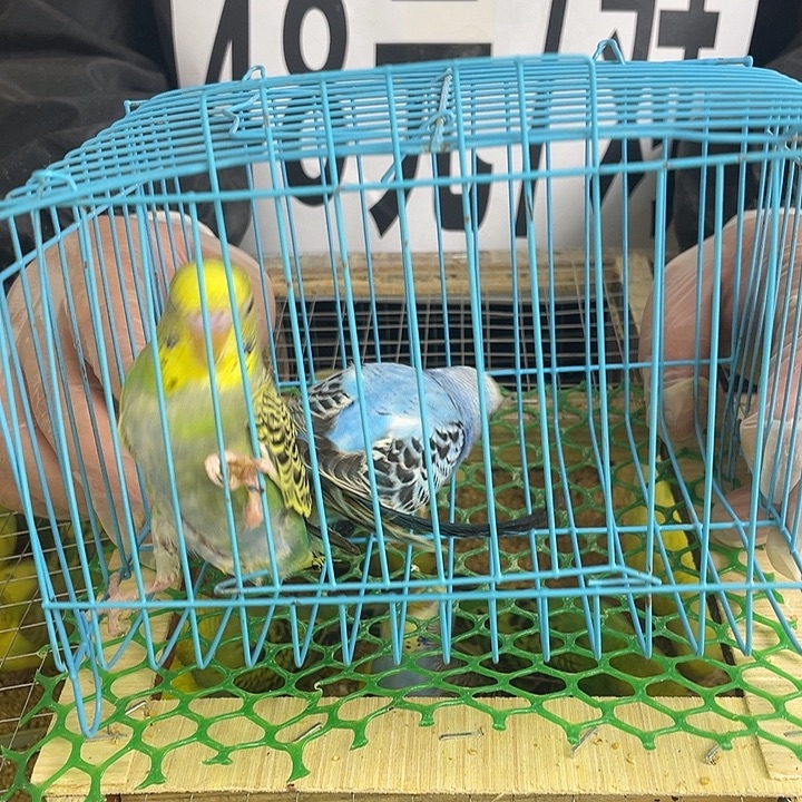 虎皮鹦鹉翠绿浅蓝公母搭配