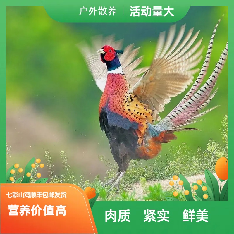 户外散养七彩山鸡整鸡成年鸡肉质鲜美