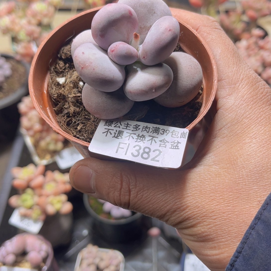 小**铛382大叶奶酪5cm多肉