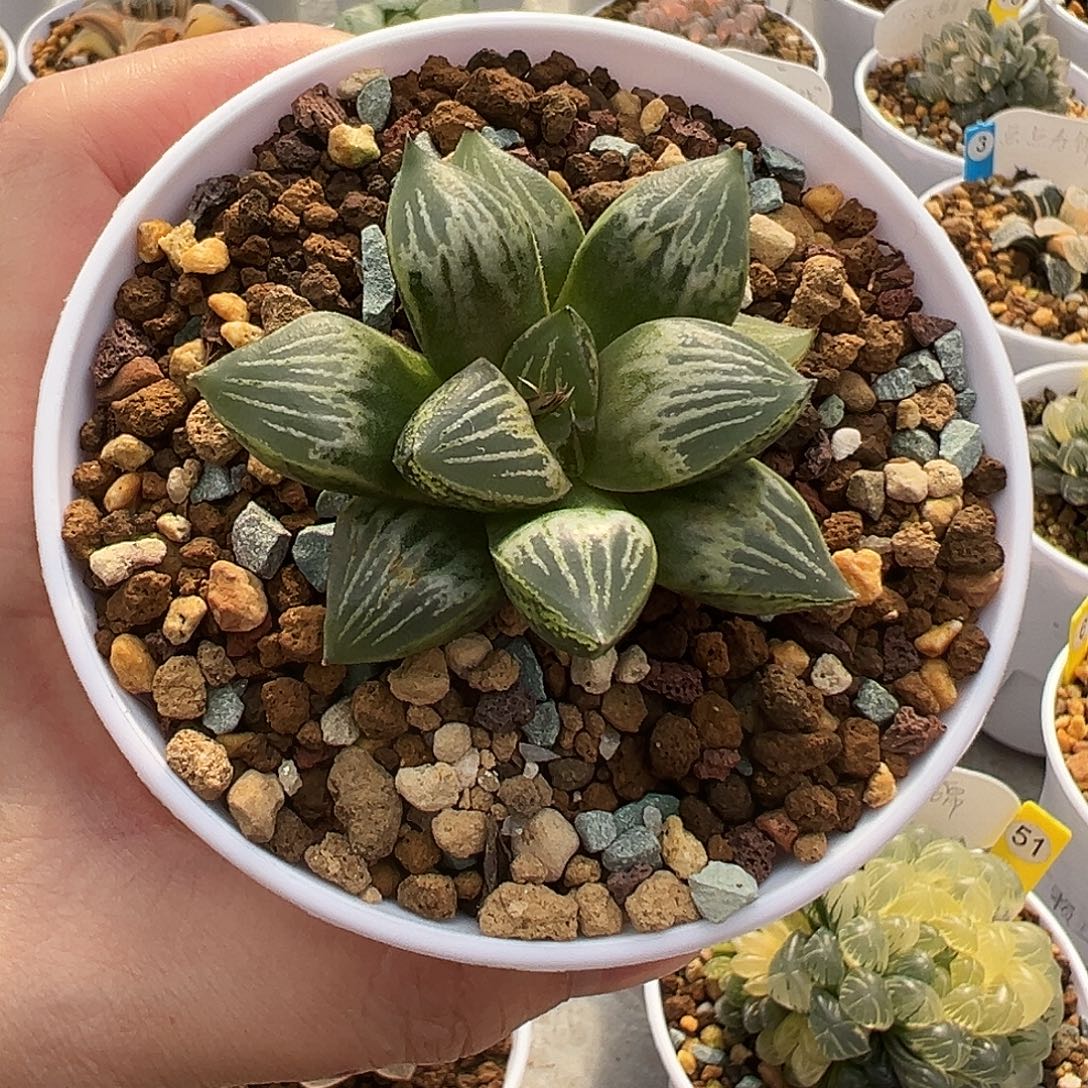 白桃寿111111111111111