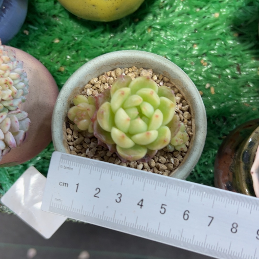 得****727 满38包邮一物一拍