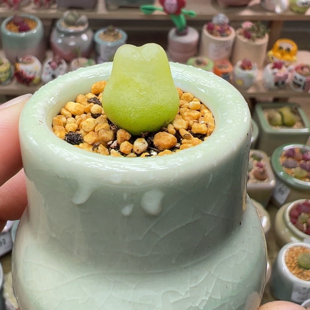 多肉植物114号兔兔拉登