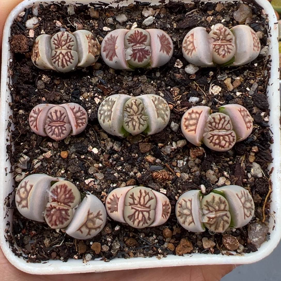 1.20好看的多肉803