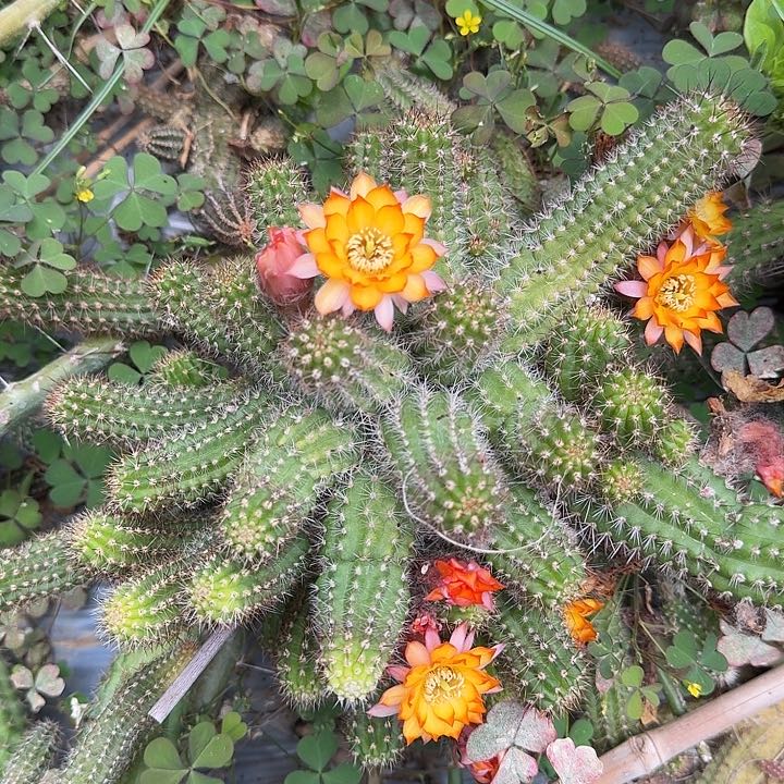 苗接白檀仙人掌164