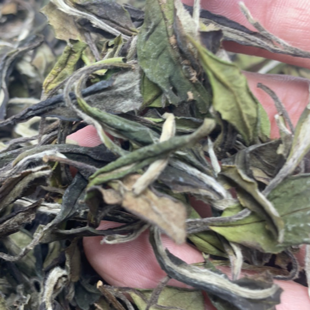 【2024福鼎管阳高山牡丹.花香.蜜韵.毫香.