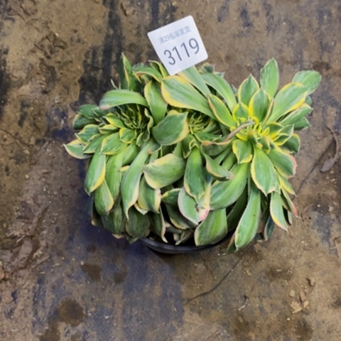 灿烂出氧化黑斑多肉3119