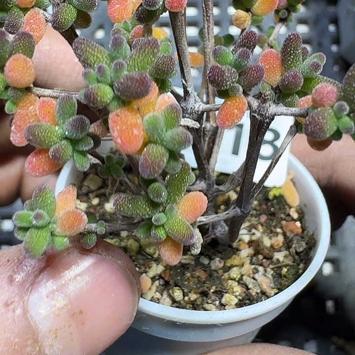 418 多肉植物多肉植物