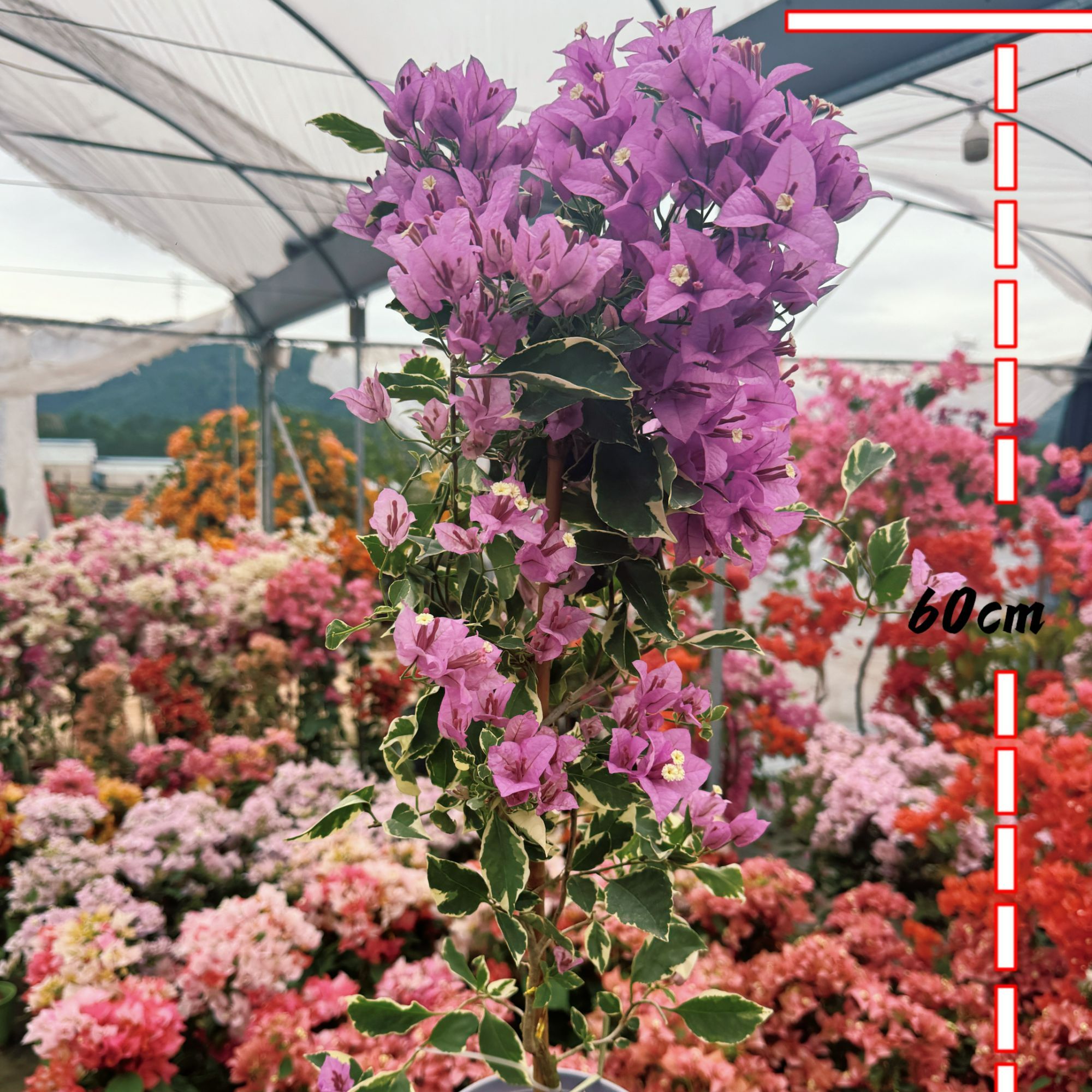 【银边浅紫】0.5加仑原盆带花四季勤花爬藤三角梅