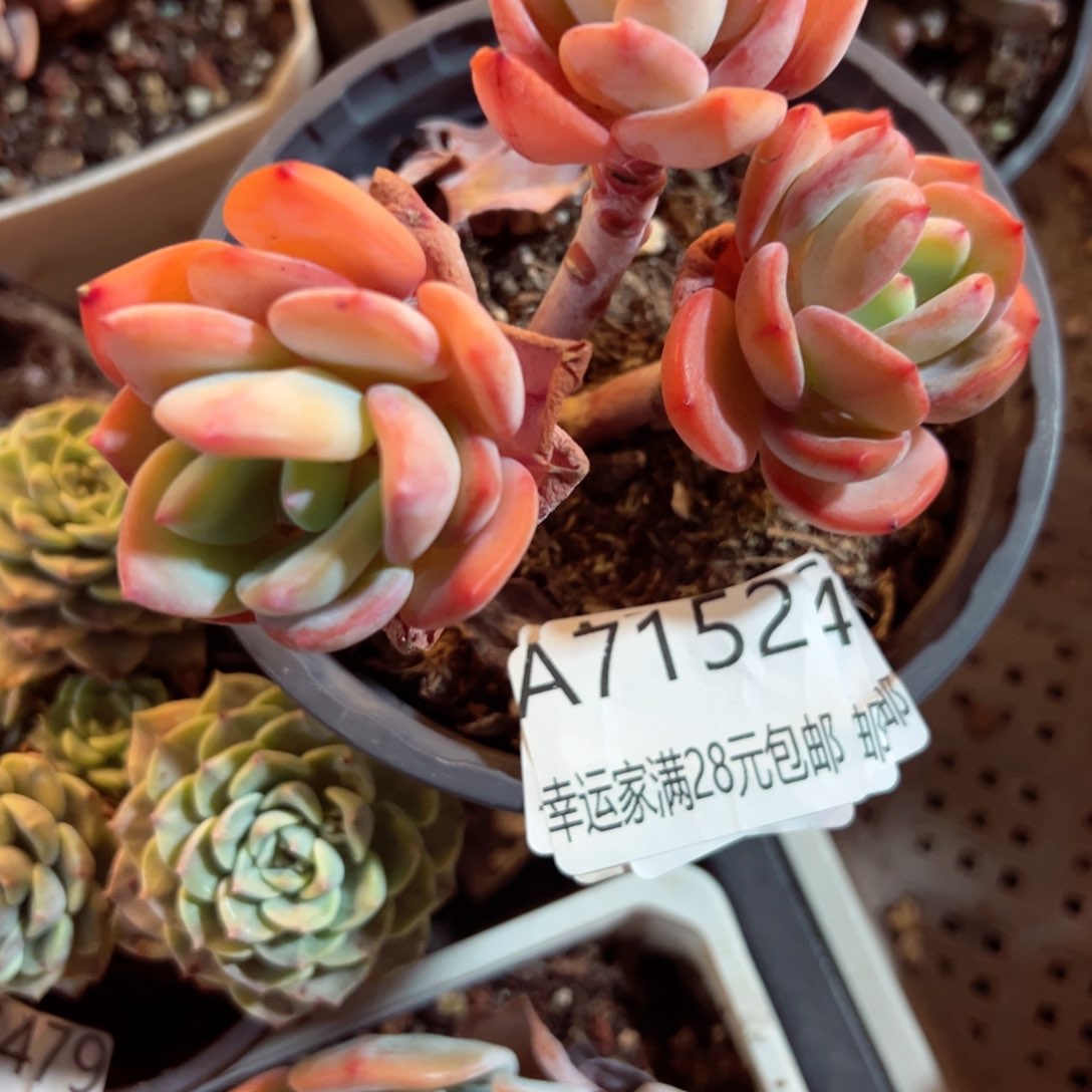 幸运的是我的朋友们