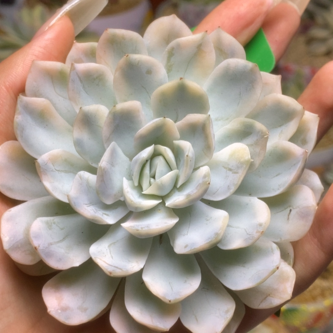 131雪球锦锦锦锦锦锦
