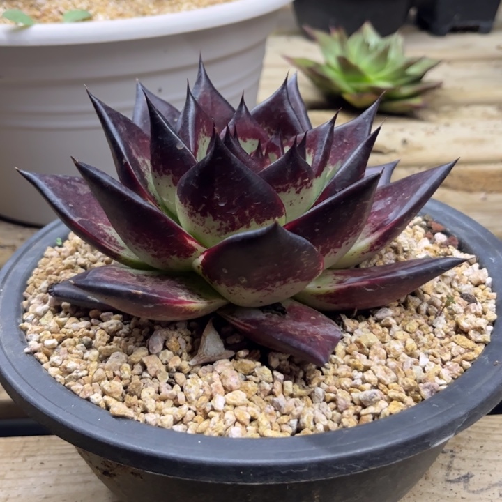 特惠走一个牛角叶长睫毛11